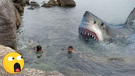 4 Ataques De Tiburones Capturados En Cámara Imágenes De Tiburones Ataque De Tiburón Fotos