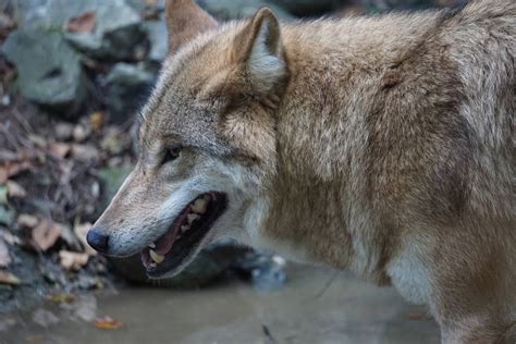 Mongolian Wolf Zoochat