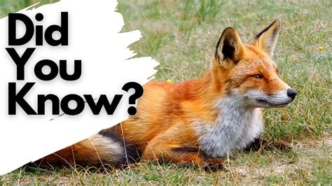 Things You Need To Know About Red Foxes Youtube