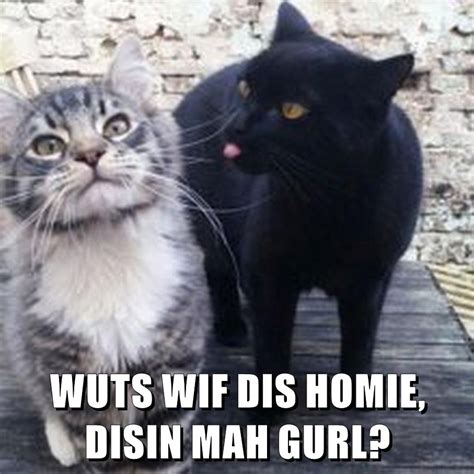 Wuts Wif Dis Homie Disin Mah Gurl Lolcats Lol Cat Memes Funny