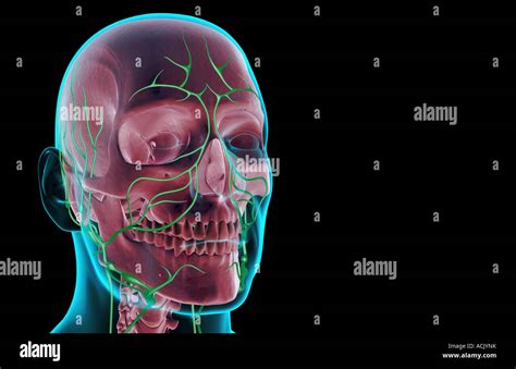 The Lymph Supply Of The Head And Face Stock Photo Alamy