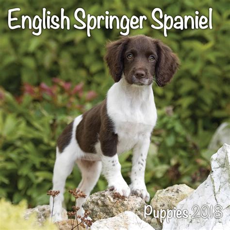 This true companion breed is lovable, sweet, and not a snob at all. English Springer Spaniel Puppies Mini Calendar 2018 ...