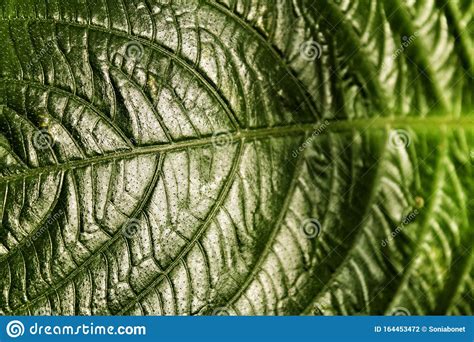 Colorful Green Leaf And Veins Texture Stock Photo Image Of Closeup