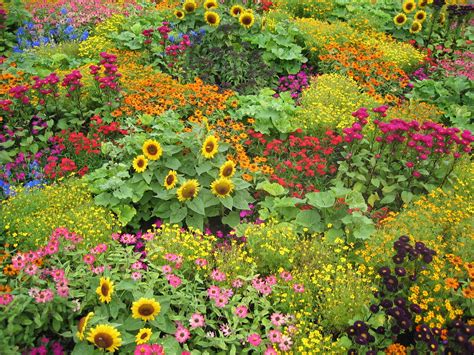 Colorful Flower Garden Hd Wallpaper Background Image