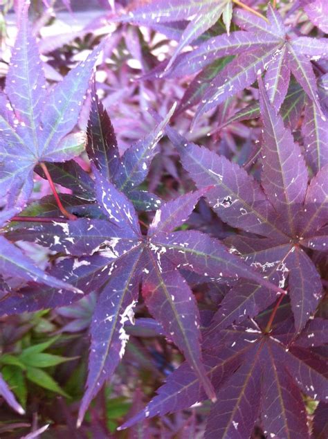 Japanese Maple Tree Diseases