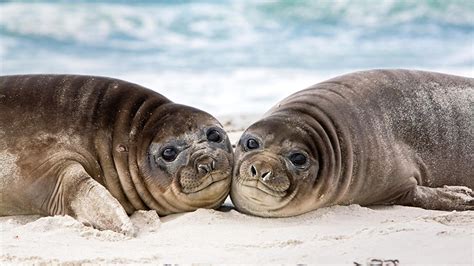 Wallpaper Seals Eared Seal 2 Staring Animals