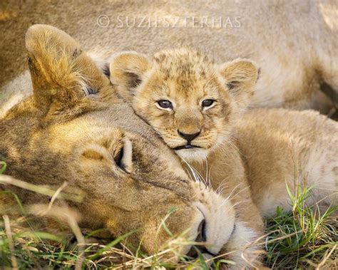 Baby Lion Snuggling Mom Photo Baby Animal Prints By Suzi