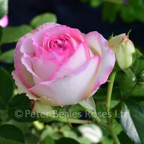 Eden Rose 88 Climbing Rose Peter Beales Roses The World Leaders