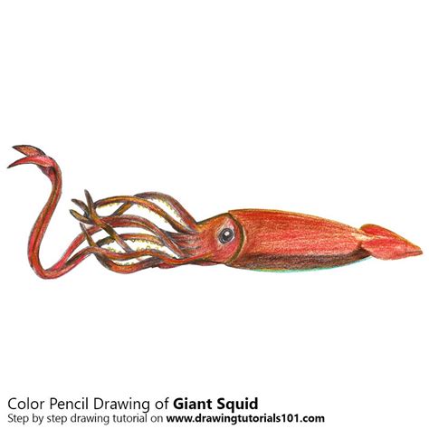 Giant Squid Colored Pencils Drawing Giant Squid With Color Pencils