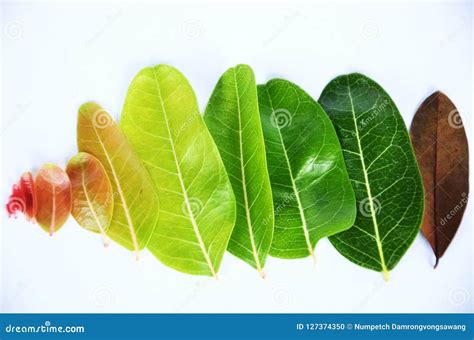 A Beautiful Different Color Shades Of Leaves Stock Photo Image Of