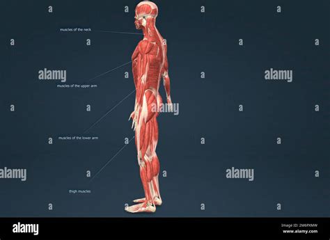 Anatomía Del Sistema Muscular Humano Masculino 3d Ilustración