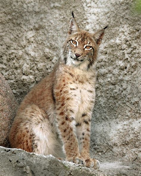 Lynx Smile ~ By Natalia Nazarova Wild Cats Feline Nature Beauty