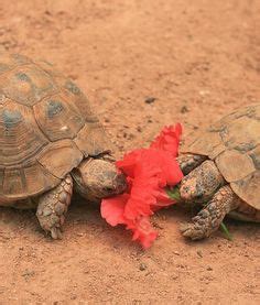 Energy source of the future? 104 Best Desert Tortoise images | Desert tortoise ...