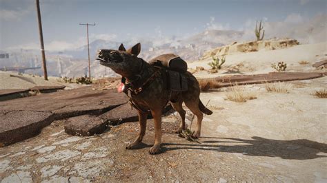 100 Fallout 4 Dogmeat Wallpapers