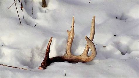 Think Like A Buck To Find Shed Deer Antlers Nebraskaland Magazine