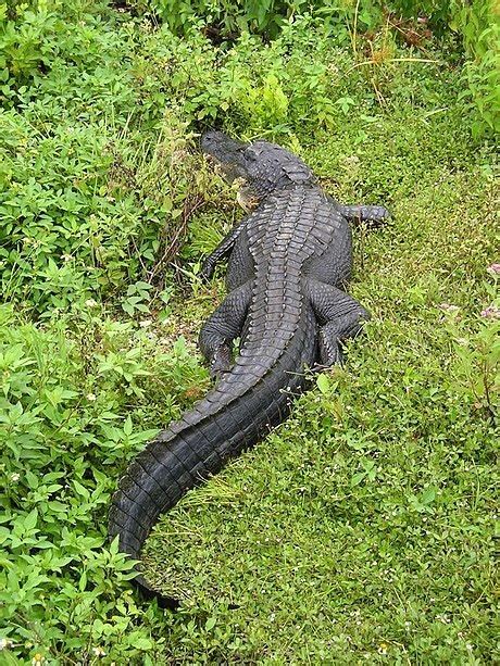 American Alligator Reptiles Of Alabama · Inaturalist