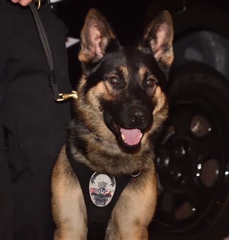 Longtime Westminster Police Officer K9 Decoy Gets New Partner