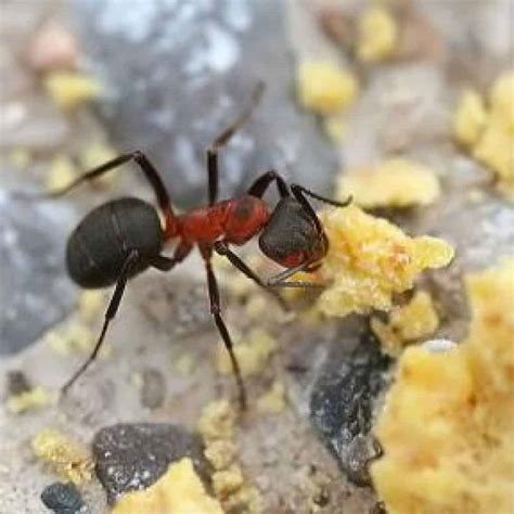 Field Ants Pests In Tennessee Pest Identifier Us Pest Protection