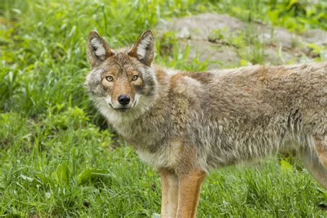 This Woman Convinced Her Husband She Had Adopted A Coyote And We Cannot