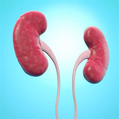 Kidney Stock Photos Pictures And Royalty Free Images Istock