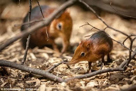 Elephant Shrews Gave Birth To Tiny Twins At Antwerp Zoo Daily Mail Online