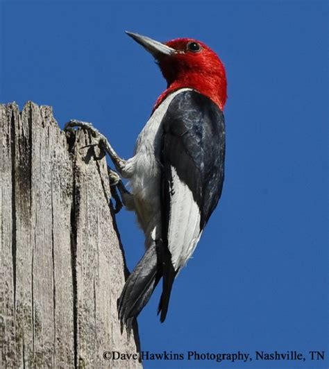 Birding Trails Tennessee Wildlife Resource Agency Red Headed Woodpecker