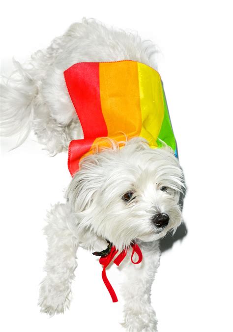 Rainbow Dog Cape Costume Dolls Kill