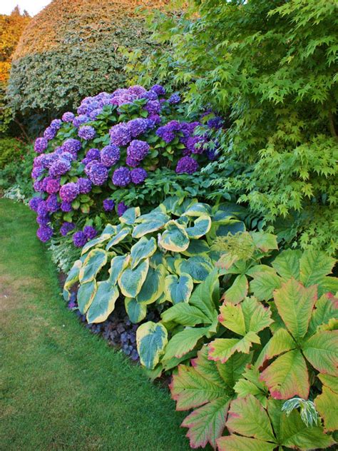 You can grow an appropriate one according to your climate and zone. Hydrangea, Hosta, Rodgersia | Karl Gercens | Flickr