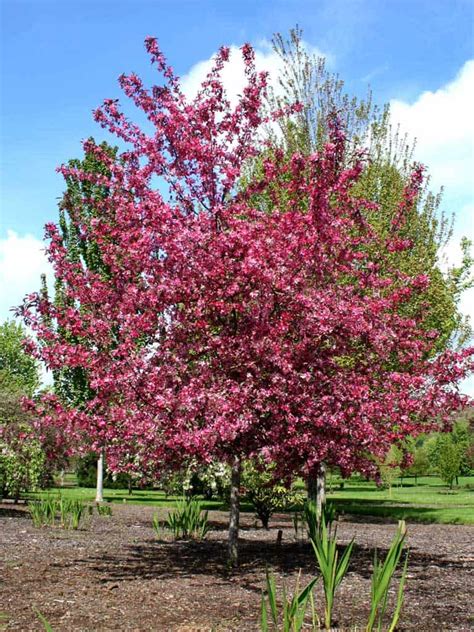 Crabapple Trees Available For Sale Online Grimms Gardens