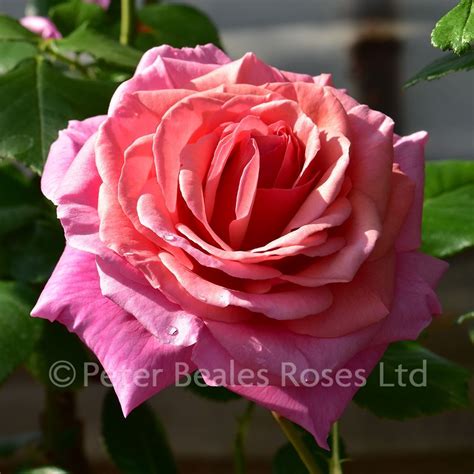 Aloha Climbing Rose Peter Beales Roses The World Leaders In Shrub