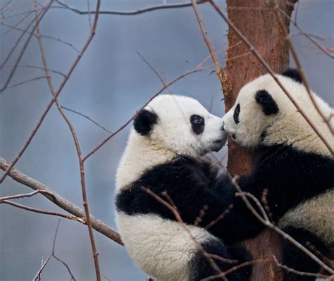 Kissing Pandas Bing Wallpaper Download