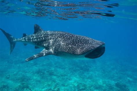 The Maldives And The Whale Shark The Worlds Biggest Fish
