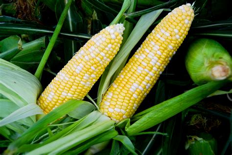 Tennessee Sweet Corn Sells Fast Franklin Farmers Market