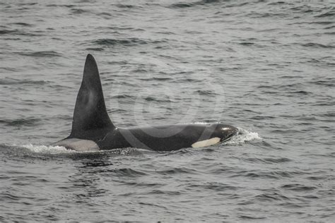 Big Killer Whale Male In Shetland Nature Stock Photo Agency