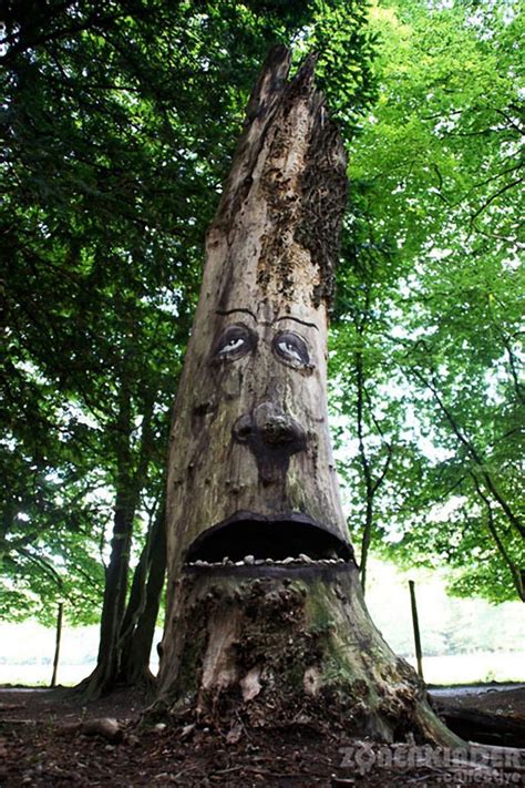 Forest Faces Tree Faces Funny Faces In The Forest Rotorama Tree