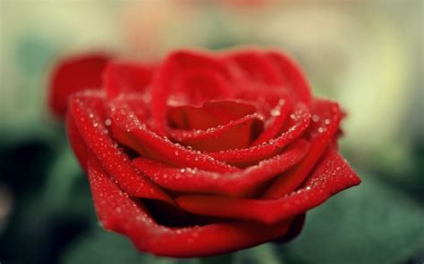 Beautiful Red Rose Flower Hd Wallpapers Hd Wallpapers