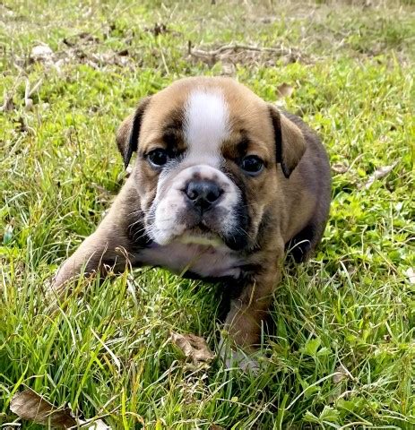 Maybe you would like to learn more about one of these? English Bulldog puppy dog for sale in Singer, Louisiana
