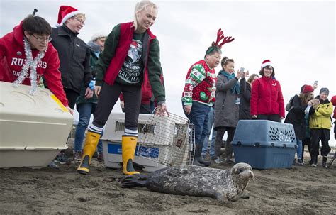 Seal Pups Released Back Into Ocean After Being Rescued In Canada