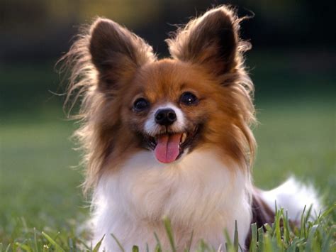 Unique Animals Blogs Top 10 Small Dog Breeds In America
