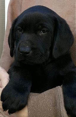 Another decision that faces you is whether to buy a field or working lab or a. miniature Labrador Puppy for Sale in Belfair, Washington ...