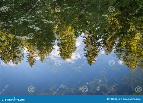 Forest Reflection In Water Stock Image Image Of Trees 73023345
