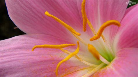 Free Photo Pink Flower Closeup Closeup Crown Flower Free