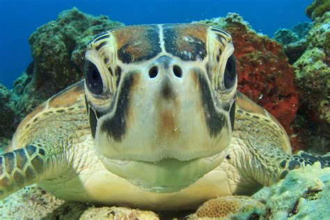 10 More Fascinating Facts About The Majestic Sea Turtle
