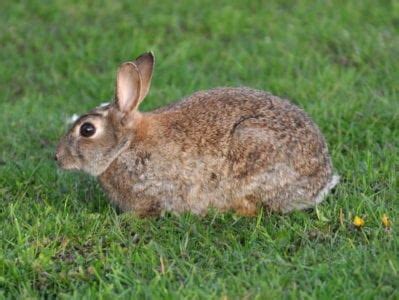 Todo Lo Que Tienes Que Saber Sobre Los Conejos De Campo Mundo Conejos