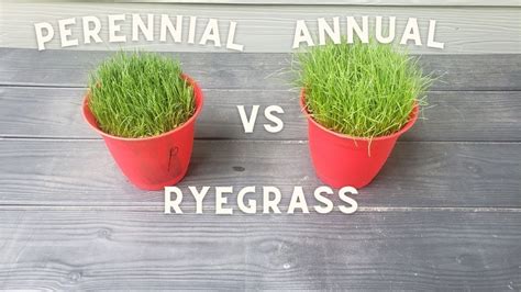 Perennial Ryegrass