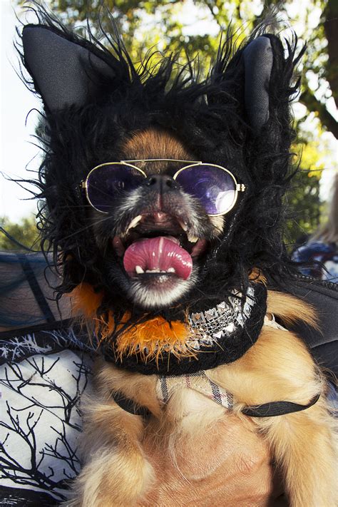 Doggone Cute Photos Of New Yorks Canine Costume Contest Vice