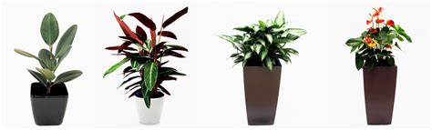 Office Plant Maintenance Office Plants And Planters Kent And Sussex