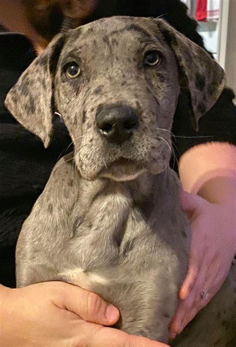 Great Dane Puppies For Adoption Photos All Recommendation