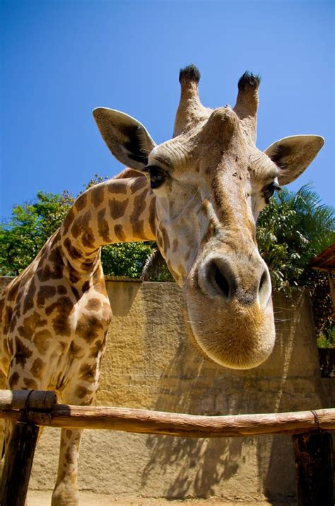 22 Reasons Giraffes Are The Greatest