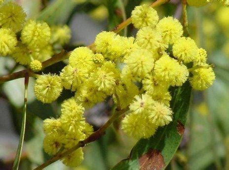 The national floral emblem of australia is the golden wattle (acacia pycnantha). The spirit of National Wattle Day